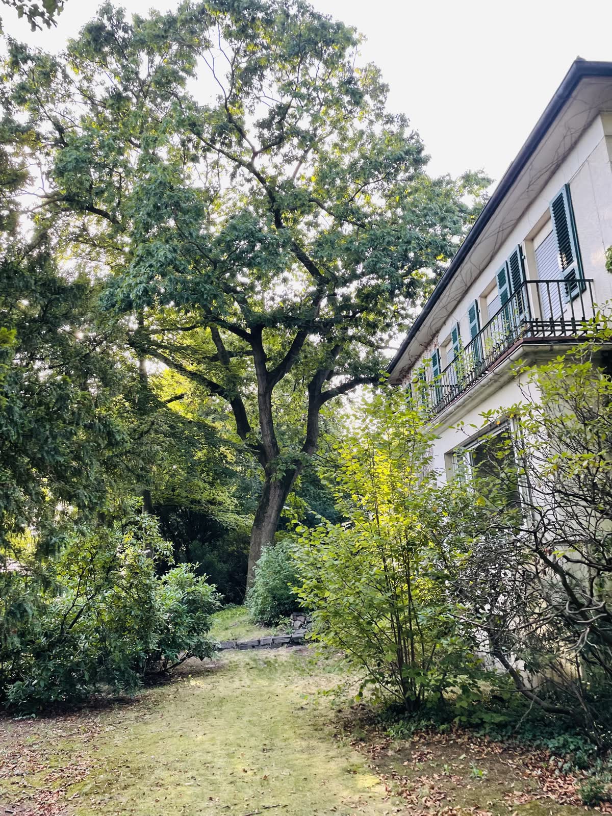 Die große Eiche neben der alten Villa