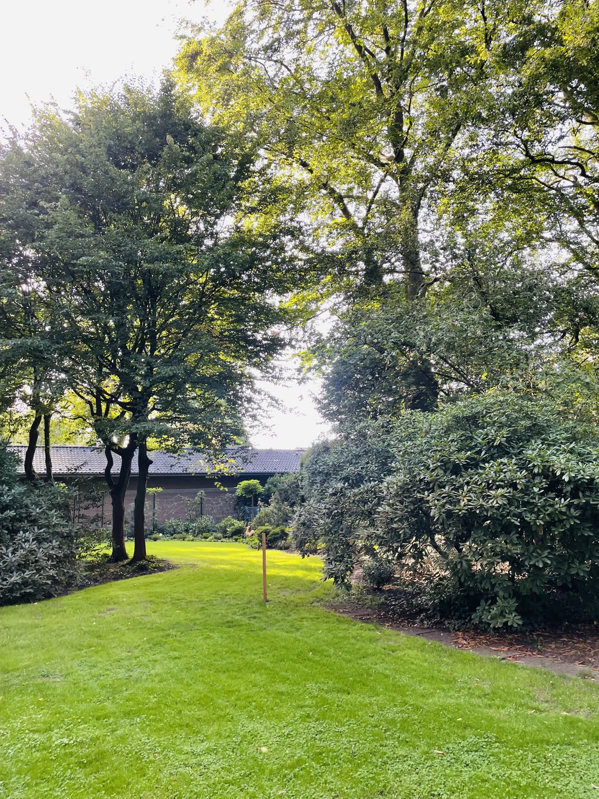 Rasenfläche mit Rhododendren und altem Baumbestand